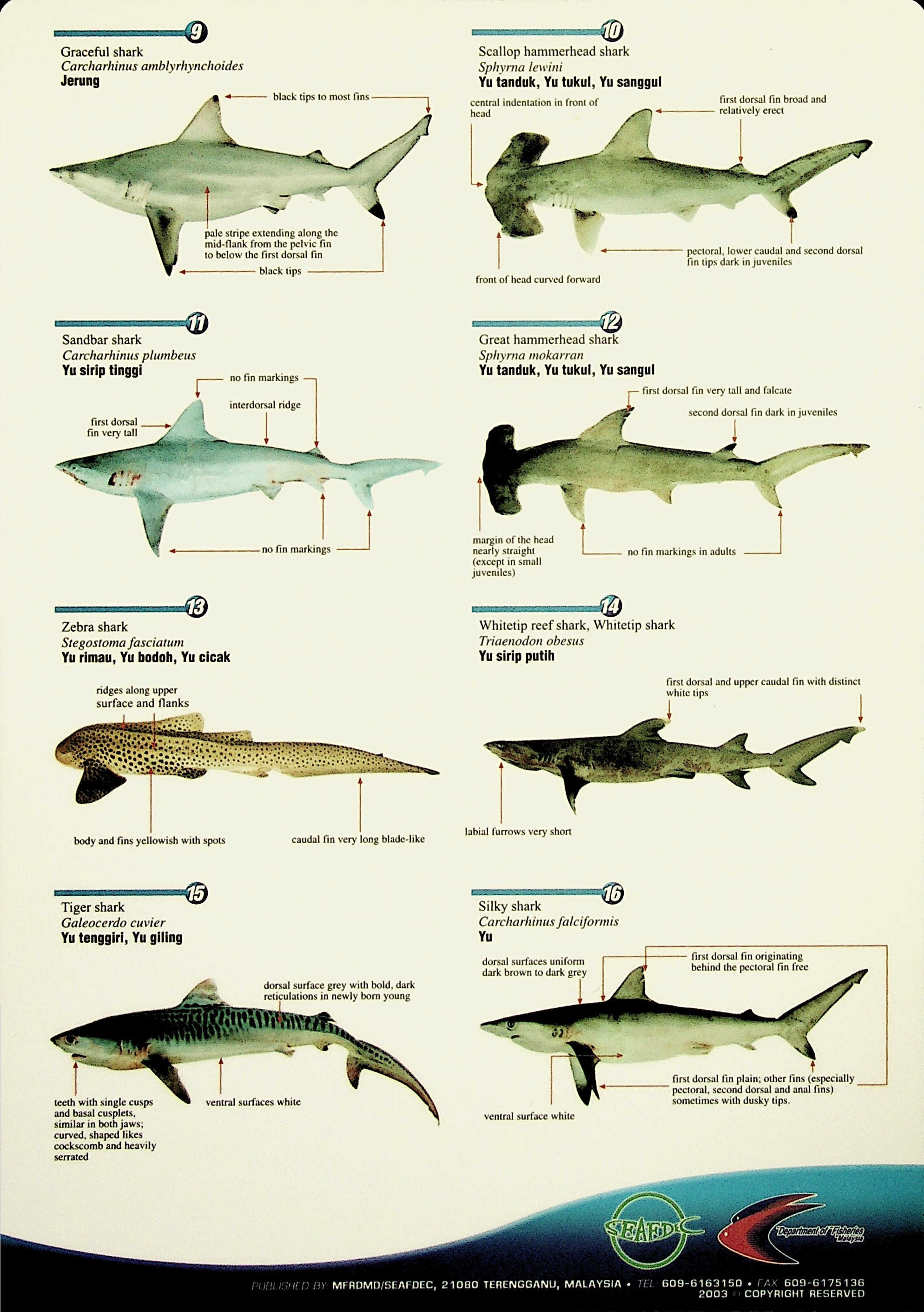 Species Identifications Sheet Of Major Shark Species Found In Malaysia